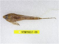 藏品(日本(魚銜))的圖片